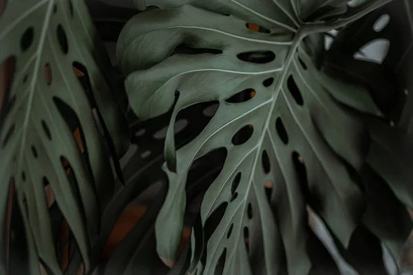 雌雄同体植物特写的纹理叶 — 图库照片