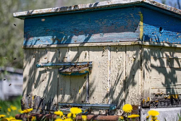 Close Van Een Oude Houten Bijenkorf Met Bijen — Stockfoto