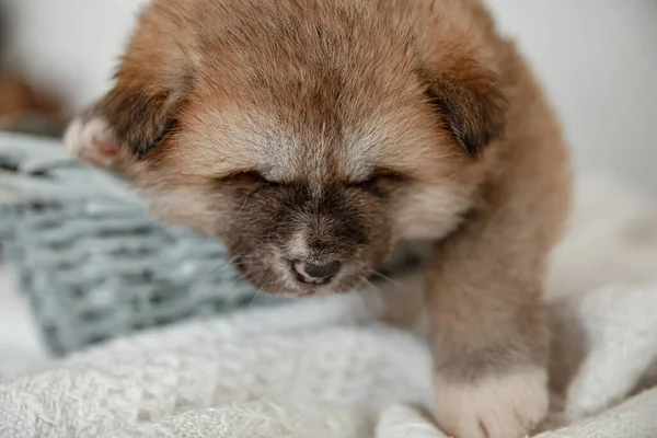 Närbild Rolig Fluffig Valp Vilar Korg — Stockfoto