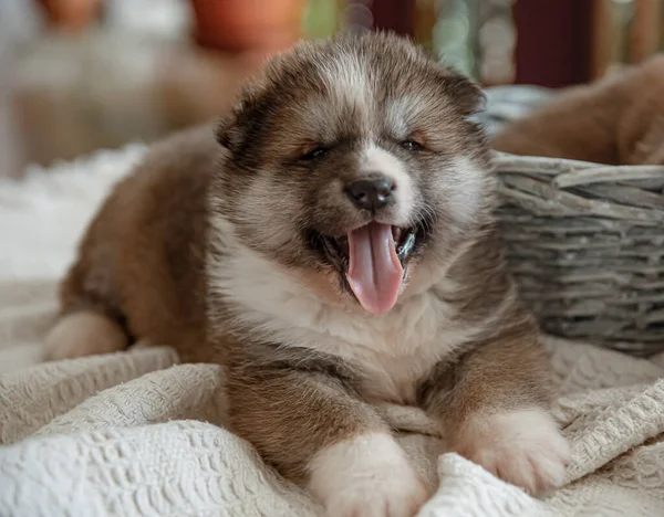 Newborn Little Fluffy Puppy His Basket His Tongue Sticking Out — Stock Photo, Image