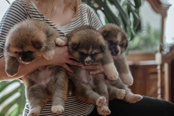 Owner Holds Three Little Fluffy Puppies Her Arms — Stock Photo, Image