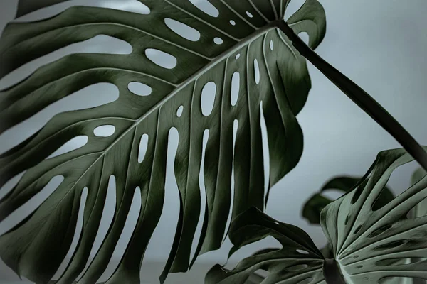 Texturierte Blätter Einer Monstera Pflanze Nahaufnahme — Stockfoto