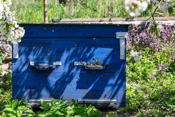 Grote Houten Korf Met Bijen Bijenstal Het Voorjaar — Stockfoto