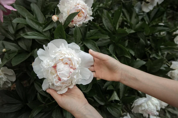 Mãos Das Crianças Estão Segurando Uma Flor Peônia Crescendo Arbusto — Fotografia de Stock