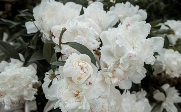 Буш Свіжих Квітучих Весняних Квітів Peony Зблизька — стокове фото