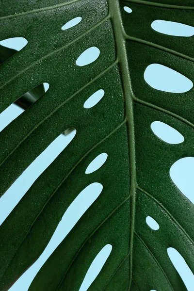 Primer Plano Las Hojas Texturizadas Planta Tropical Monstera — Foto de Stock