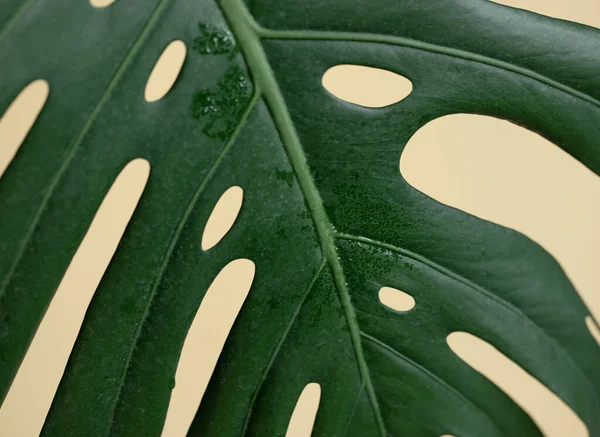 Nahaufnahme Des Natürlichen Blattes Einer Tropischen Monsterpflanze — Stockfoto
