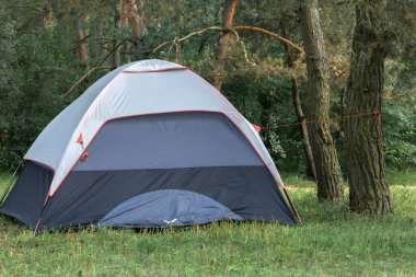 Gri bir turist çadırı ormanda kozalaklı ağaçların yanında duruyor..