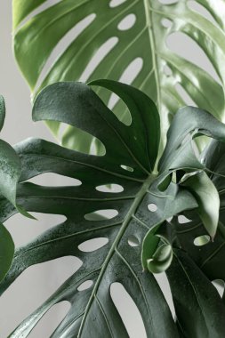 Güpegündüz tropikal canavar yaprakları olan doğal bir arka plan..