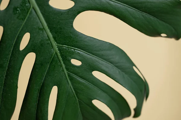 Крупним Планом Природний Лист Тропічної Рослини Монстери — стокове фото