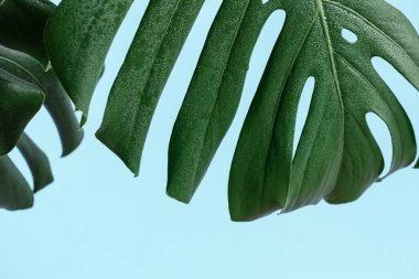 Monstera tropik bitkisinin doğal yapraklarına yakın..