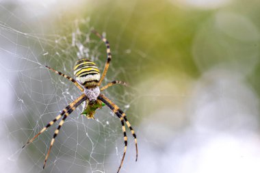 Siyah ve sarı çizgili Argiope bruennichi eşek arısı ağı.