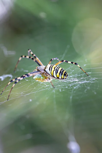 Μαύρη Και Κίτρινη Ρίγα Argiope Bruennichi Σφήκα Αράχνη Στο Διαδίκτυο — Φωτογραφία Αρχείου