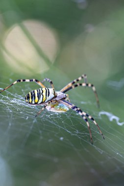 Siyah ve sarı çizgili Argiope bruennichi eşek arısı ağı.