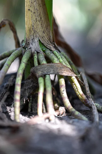 Close Root Corn Plant Young Green Corn Growing Field — Stock Photo, Image