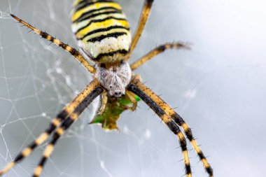 Siyah ve sarı çizgili Argiope bruennichi eşek arısı ağı.