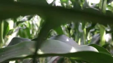 Tarlada yetişen genç yeşil mısır, arka plan. Genç mısır bitkilerinin dokusu, yeşil arkaplan.