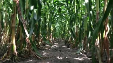 Tarlada yetişen genç yeşil mısır, arka plan. Genç mısır bitkilerinin dokusu, yeşil arkaplan.