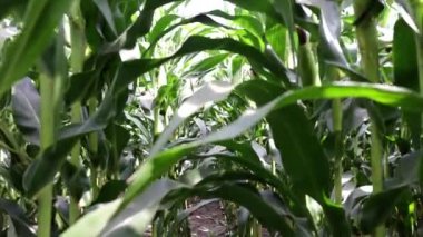 Tarlada yetişen genç yeşil mısır, arka plan. Genç mısır bitkilerinin dokusu, yeşil arkaplan.