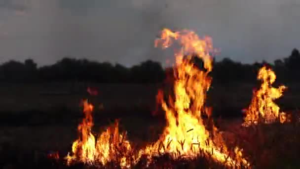 Feu Dans Steppe Soir Herbe Sèche Brûle Pour Tout Détruire — Video