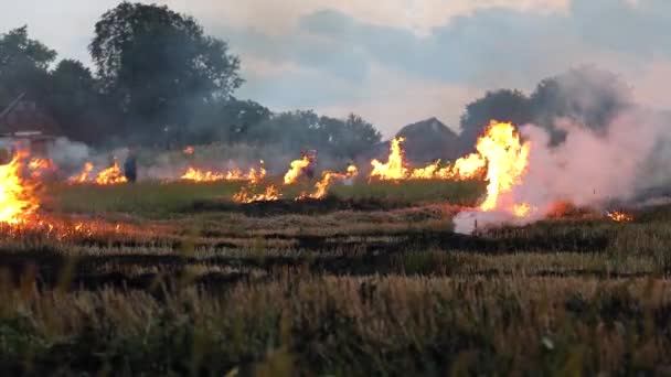 夜の森の中で火を放ち 凡てのものを焼き尽くす — ストック動画