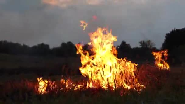 Api Padang Rumput Malam Hari Rumput Kering Terbakar Untuk Menghancurkan — Stok Video