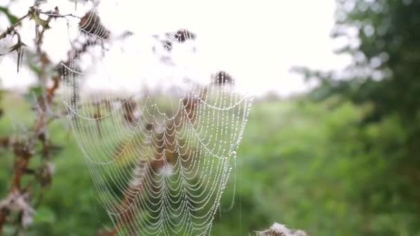 Een Groot Mooi Spinnenweb Dauw Vroeg Ochtend Tussen Het Gras — Stockvideo
