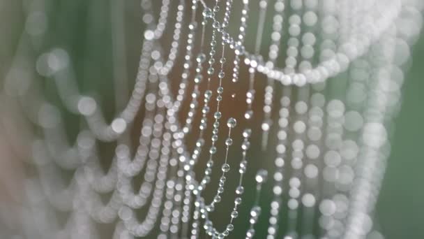 Fundo Abstrato Natural Com Gotas Água Espumante Uma Teia Aranha — Vídeo de Stock