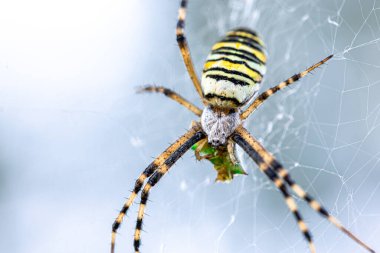 Siyah ve sarı çizgili Argiope bruennichi eşek arısı ağı.