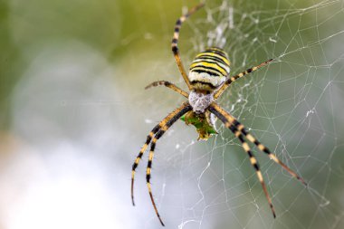 Siyah ve sarı çizgili Argiope bruennichi eşek arısı ağı.