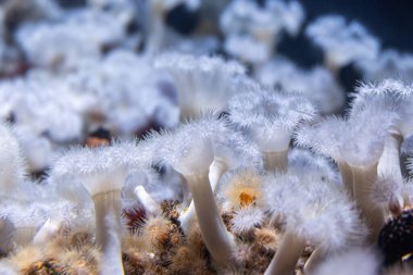 Narin beyaz mercanlar, berrak suda yavaşça sallanarak yumuşak bir su altı halısı oluştururlar. Işık onların yapısını ve okyanusun doğal uyumunu geliştirir..