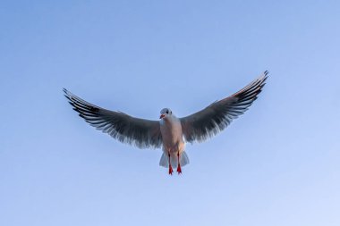 Bir martı, serin mavi ışıkta eşit yayılmış kanatları olan mükemmel bir havada durur. Sahnede denge, berraklık ve minimalist sakinlik vurgulanıyor.