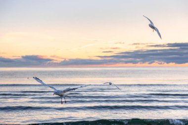 Bir martı sürüsü pembe gündoğumu ışığında yumuşak dalgaların üzerinde süzülür. Zarafet, denge ve huzurlu sahil enerjisi ifade eder..
