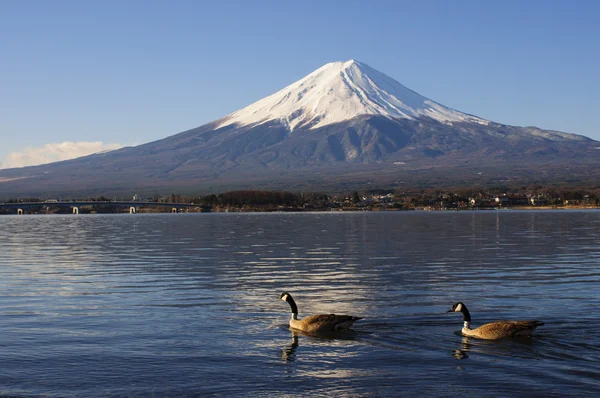 Kaz ve göl Kawaguchiko görünümünden Mt Fuji