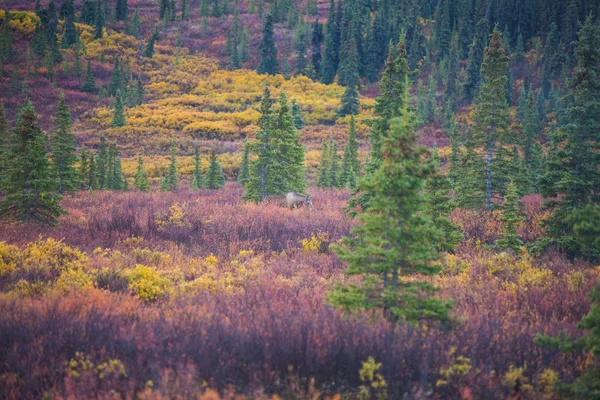 秋のデナリ国立公園でのムース — ストック写真