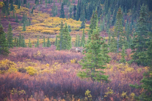 Orignaux dans le parc national Denali, automne — Photo
