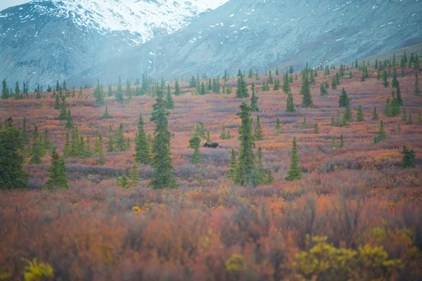 Łoś w Denali National Park, jesień — Zdjęcie stockowe