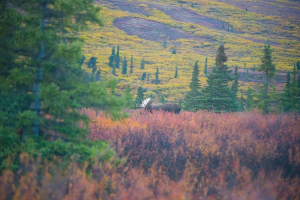 Orignaux dans le parc national Denali, automne — Photo