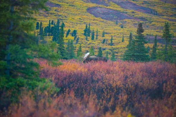 秋のデナリ国立公園でのムース — ストック写真