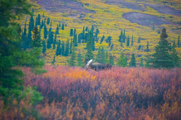 Άλκη στο εθνικό πάρκο Denali, πτώση — Φωτογραφία Αρχείου