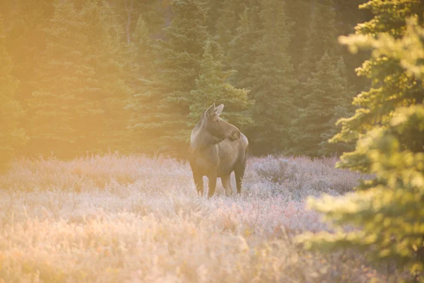 Älg i Denali National Park, höst — Stockfoto