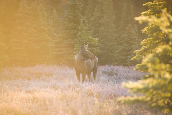 Älg i Denali National Park, höst — Stockfoto