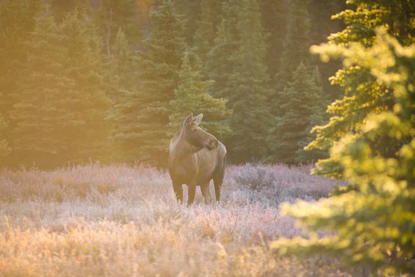 Älg i Denali National Park, höst — Stockfoto