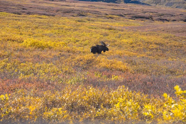 Älg på denali national park med mountain bakgrund — Stockfoto