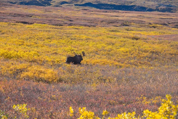 Älg på denali national park med mountain bakgrund — Stockfoto