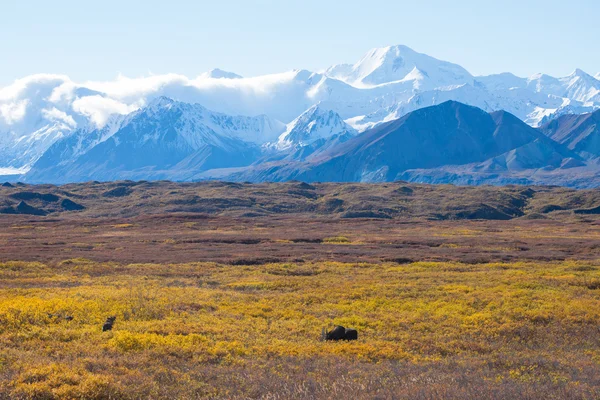 denali Milli Parkı dağ arka plan ile geyik