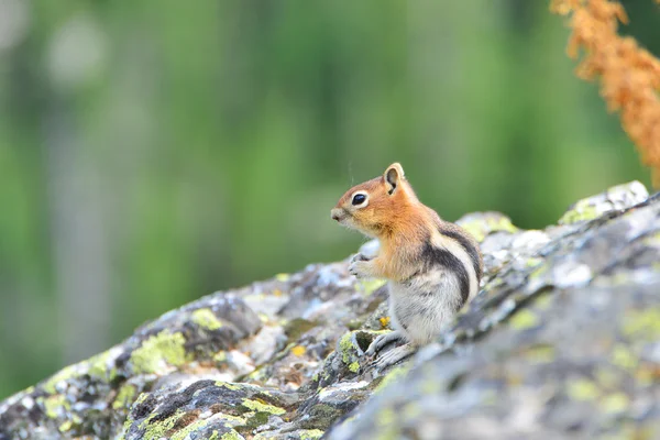 Altın kaplama yer sincabı 