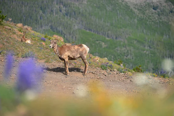 Büyük horn koyun tek boynuz Mount Washburn hiking trail sahiptir.,