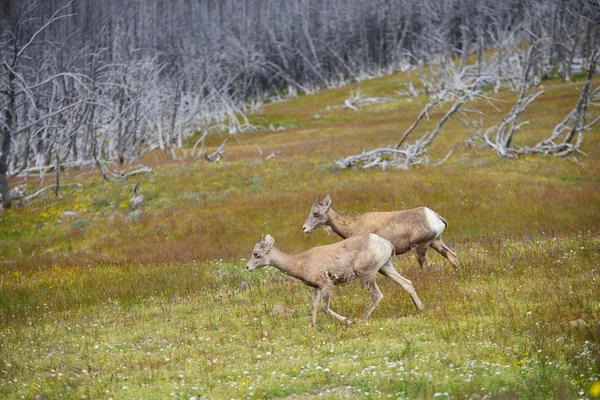 Mount Washburn hiking trail, Yellowstone genç büyük boynuz koyun — Stok fotoğraf