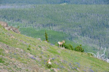 Büyük horn koyun koyun ve çocuk